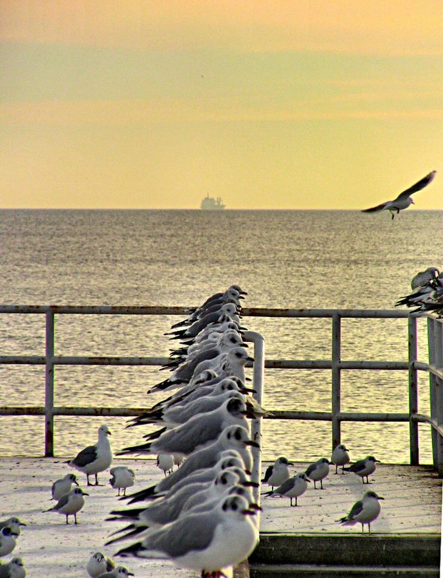 Gdynia - styczeń 2011 - bulwar  nadmorski