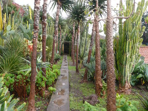 Ogród botaniczny w Funchal