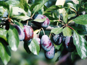 Lubawa