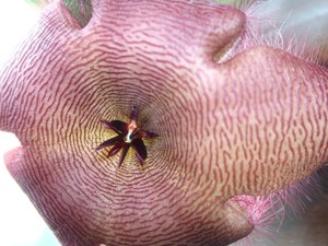 Stapelia dla Hoppera