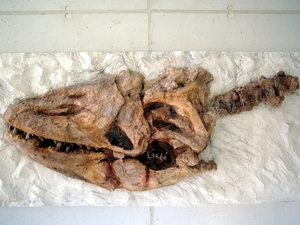 Møns Klint czaszka Mosasaurusa