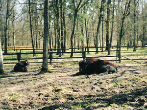 Białowieża (2)