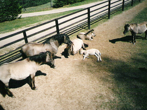 Białowieża (2)