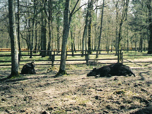 Białowieża (2)