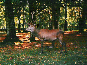 Białowieża (2)