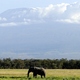 Słoń na tle Kilimandżaro