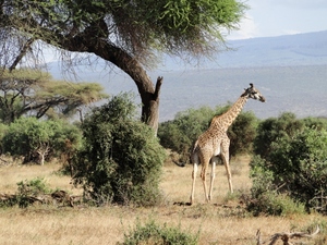 Żyrafa w Amboseli