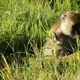 Małpa w trawie