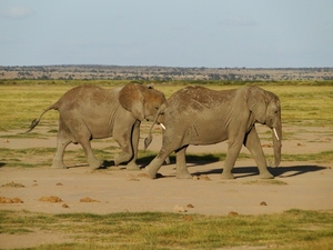 Słonie dwa