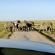 Z drogi - idą słonie