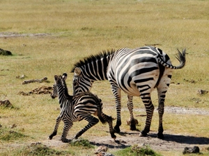 Zebra z mamą