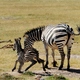 Zebra z mamą