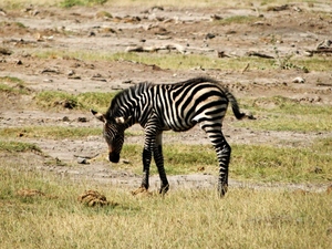 Mała zebra