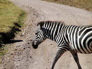 Zebra na drodze