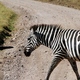 Zebra na drodze