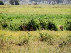 Pierwsze lwy w Amboseli