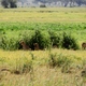 Pierwsze lwy w Amboseli