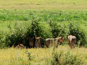 Lwy z Amboseli