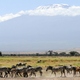 Stado zebr pod Kilimandzaro