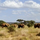 Słonie na spacerze