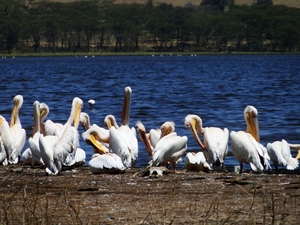 Pelikany na lądzie