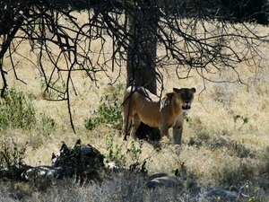 Lwica z Nakuru 