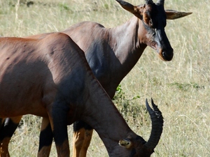 Topi