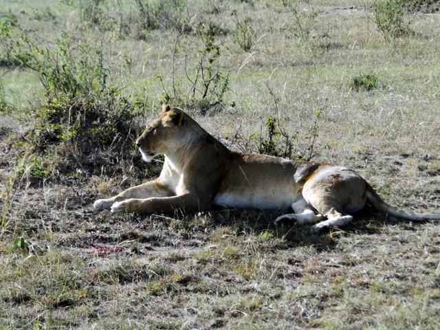 Lwica z Masai Mara