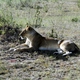 Lwica z Masai Mara
