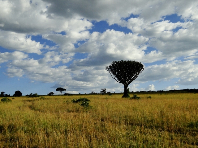 Krajobrazy Masai Mara 