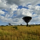 Krajobrazy Masai Mara 