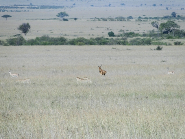 Gepardy w trawie