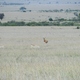 Gepardy w trawie
