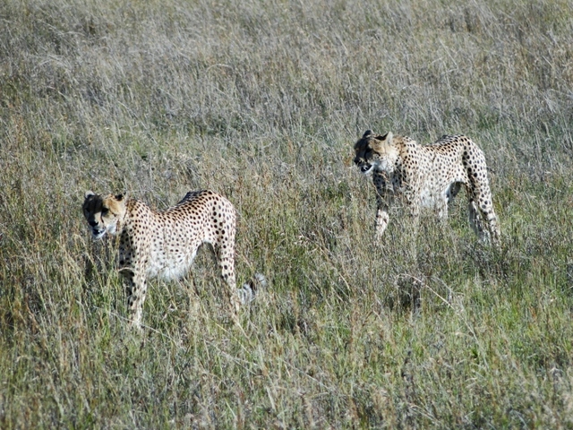 Gepardy dwa 