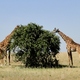 Żyrafy obgryzające