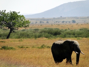 Słoń z Masai Mara 