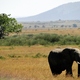 Słoń z Masai Mara 