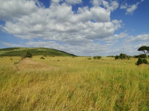 Krajobrazy Masai Mara