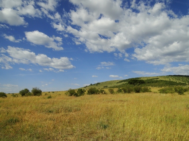 Krajobrazy Masai Mara