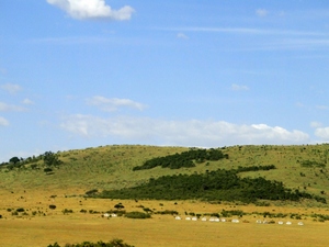 Korki w Masai Mara