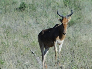 Antylopa krowia