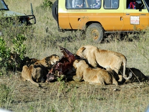 Lwy przy obiedzie