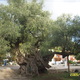 1000-letnie drzewo oliwne