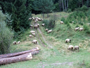 Beskid Niski - owce
