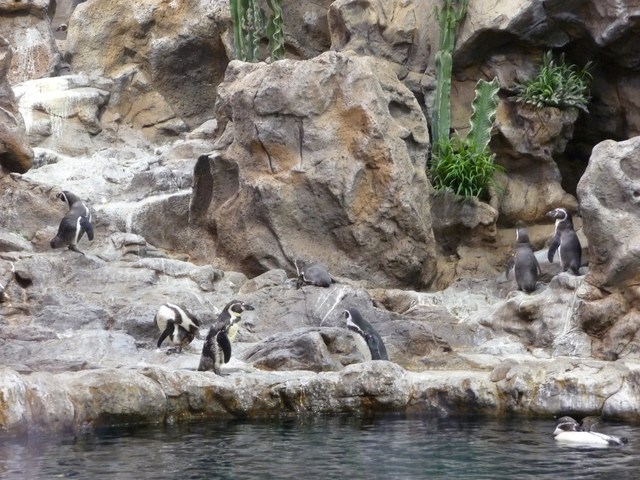 Puerto de la Cruz, Loro Parque
