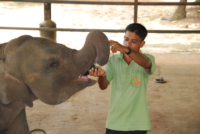karmienie słoni