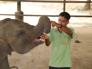 karmienie słoni