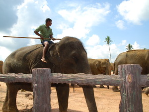 pogromca słoni