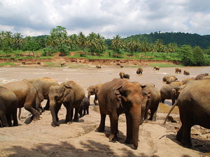 słonie