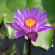 nenufar